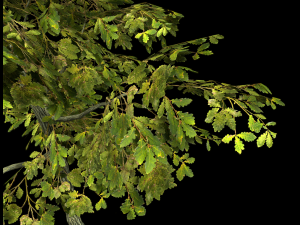 oak tree 3D Model