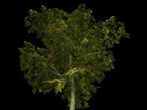 oak tree 3D Model
