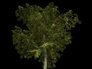 oak tree 3D Model