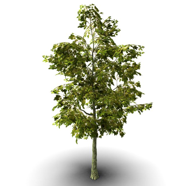 oak tree 3D Model .c4d .max .obj .3ds .fbx .stl .blend 