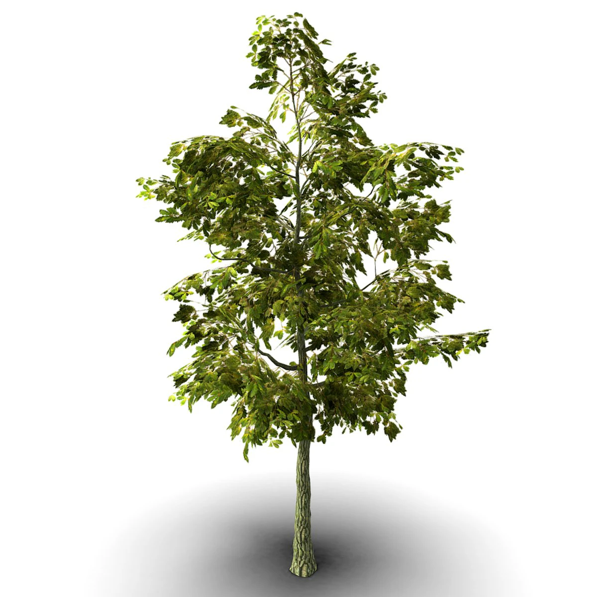 oak tree 3D Model .c4d .max .obj .3ds .fbx .stl .blend