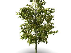 oak tree Modello 3D