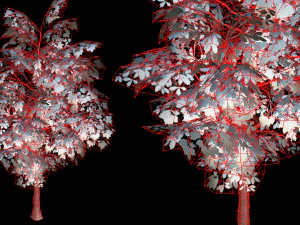 oak tree 3D Model