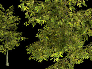 oak tree 3D Model