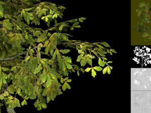 oak tree 3D Model
