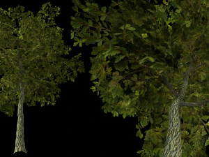 oak tree 3D Model