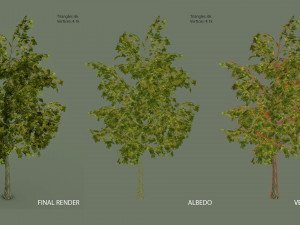 oak tree 3D Model