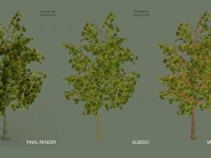 oak tree 3D Model