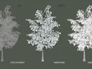 oak tree 3D Model