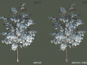 oak tree 3D Model