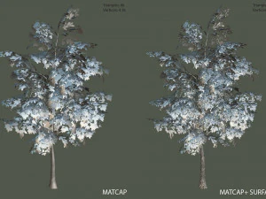 oak tree 3D Model