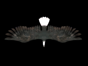 animated birds Modelo 3D