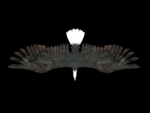 animated birds 3D Model