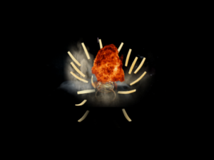 exploding barrels Modèle 3D