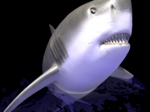 animated shark Modello 3D