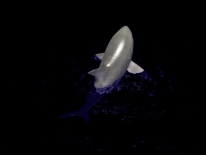 animated shark 3D Model