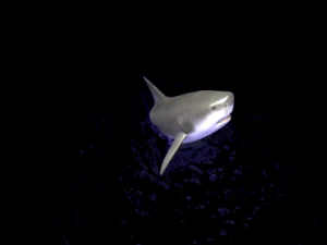 animated shark 3D Model