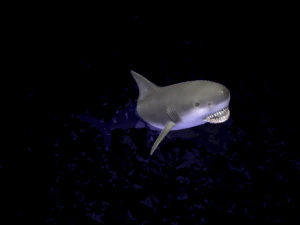 animated shark 3D Model