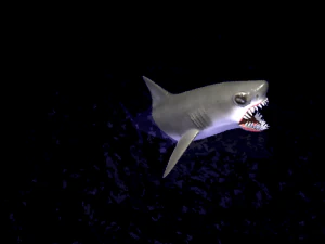 animated shark 3D Model