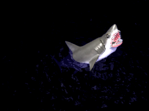 animated shark 3D Model