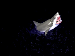animated shark 3D Model