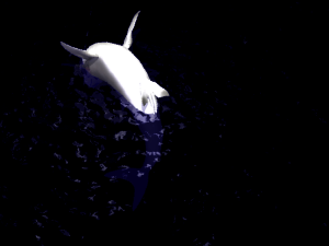 animated shark 3D Model