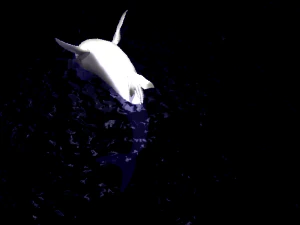 animated shark 3D Model