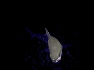 animated shark 3D Model