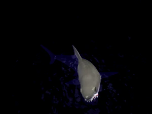 animated shark 3D Model