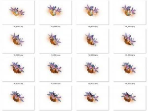 robot bird png gif avi animations 3D Model