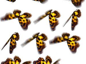 animated flying insects dead insects splatters 3D Model