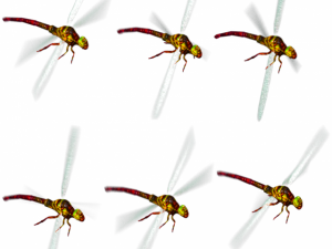 animated flying insects dead insects splatters Modello 3D