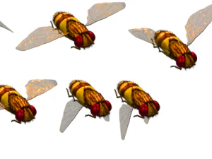 animated flying insects dead insects splatters 3D Model