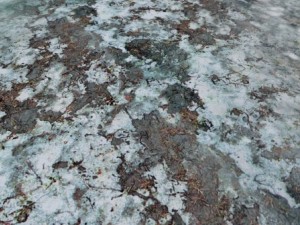 autumn and winter seamless textures pack CG Textures