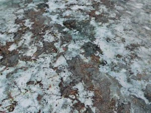 autumn and winter seamless textures pack CG Textures