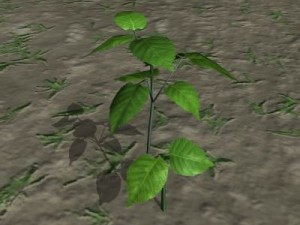 forest foliage 1 Modèle 3D