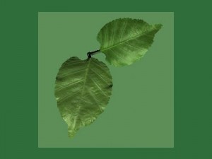 forest foliage 1 Modèle 3D