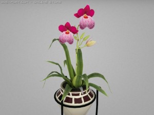 miltonia Modelo 3D