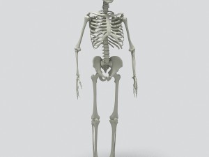 human skeleton 3D-Modell