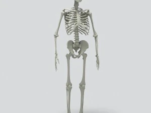menschliches Skelett 3D Modell