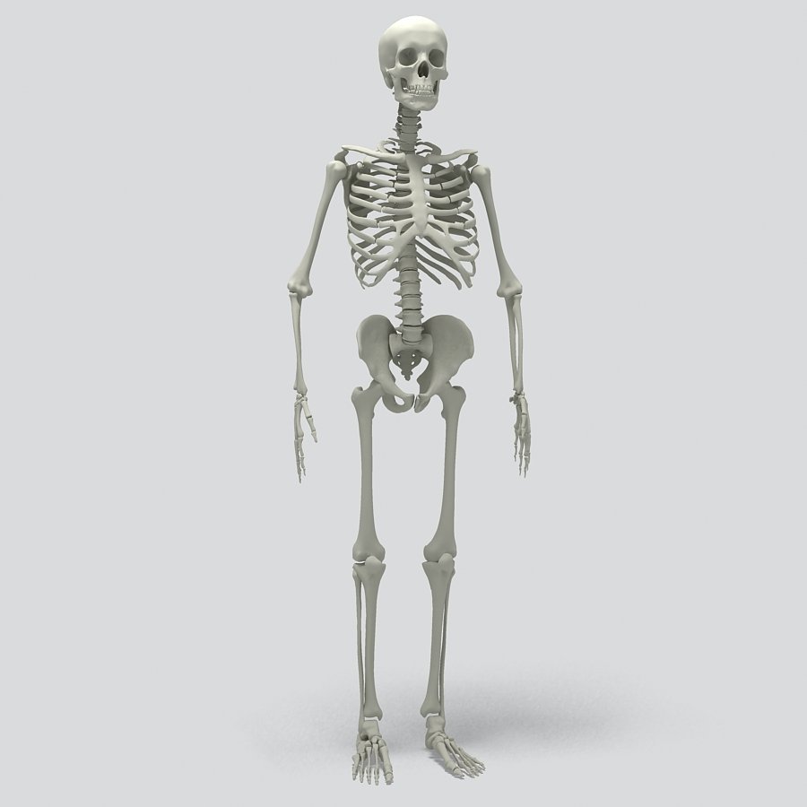 Human Skeleton 3d Model In Anatomy 3dexport