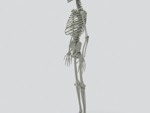 human skeleton 3D 모델