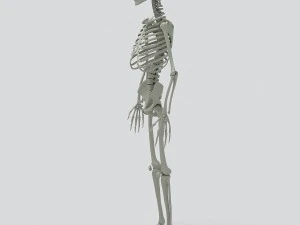 human skeleton 3D Model