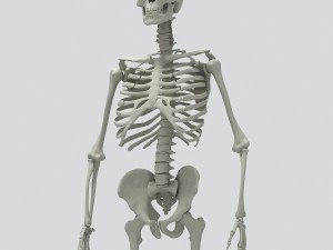 human skeleton 3D 모델