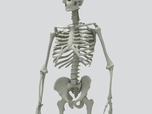 human skeleton 3D Model