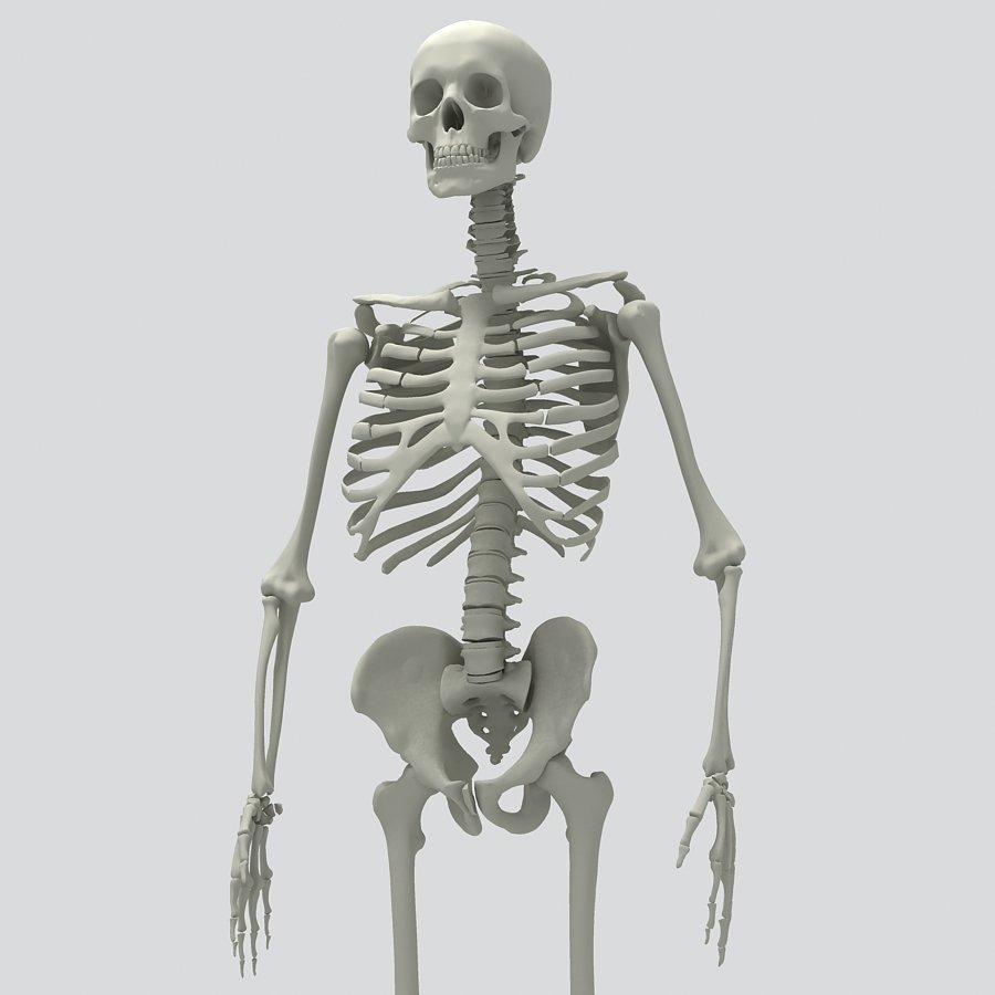 Три д скелет человека. Скелет c4d. Скелет человека 3д. Скелет 3д модель. Модель скелета человека.