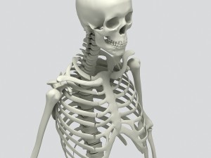 human skeleton 3D 모델
