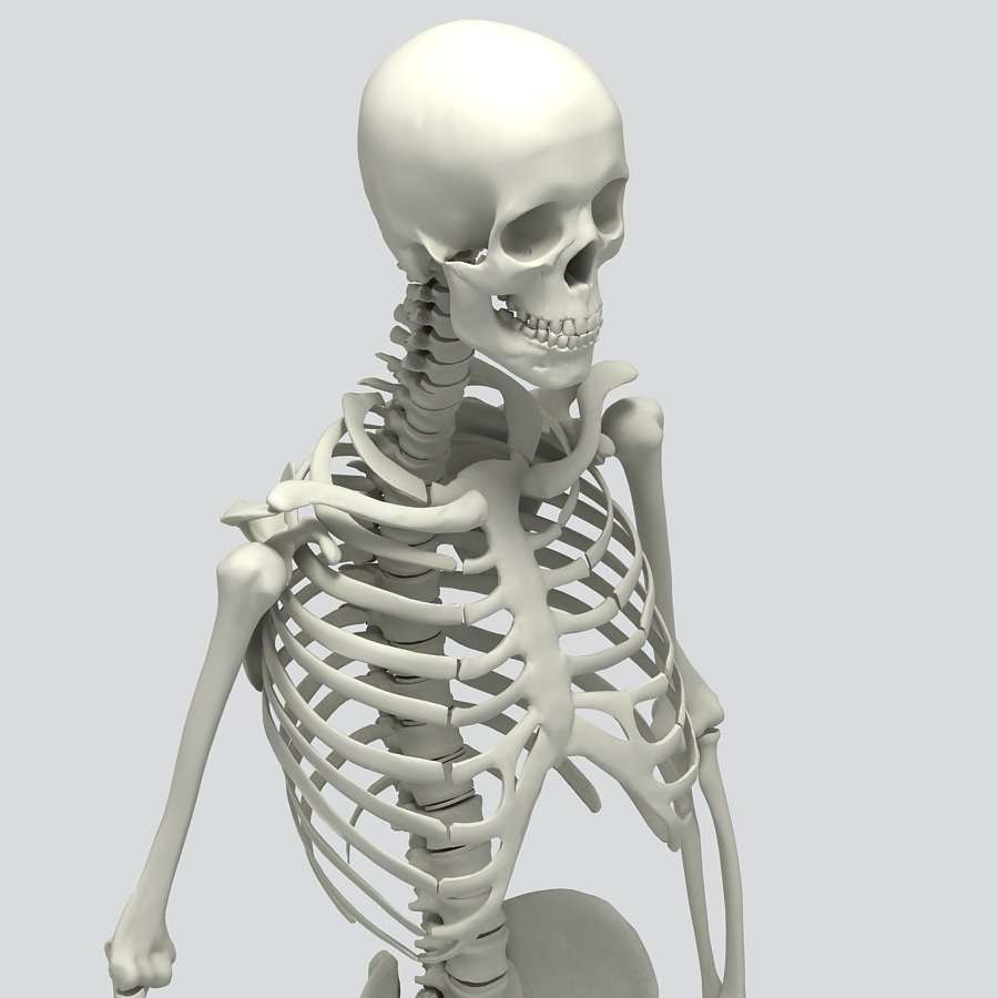 Включи скелет 3. Человеческий скелет. Скелет 3д. Скелет человека 3d. Модель скелета человека.