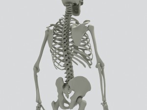 human skeleton 3D 모델