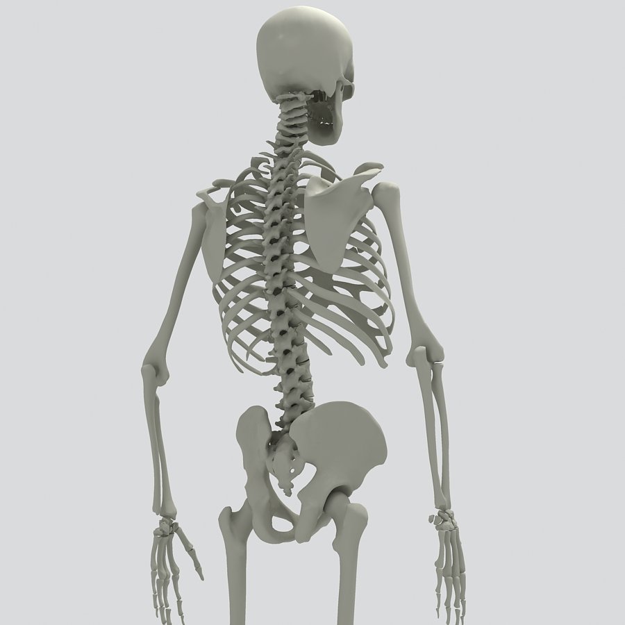 Три д скелет человека. Скелет человека. Металлический скелет человека. Скелет человека для детей. Скелет человека 3d.